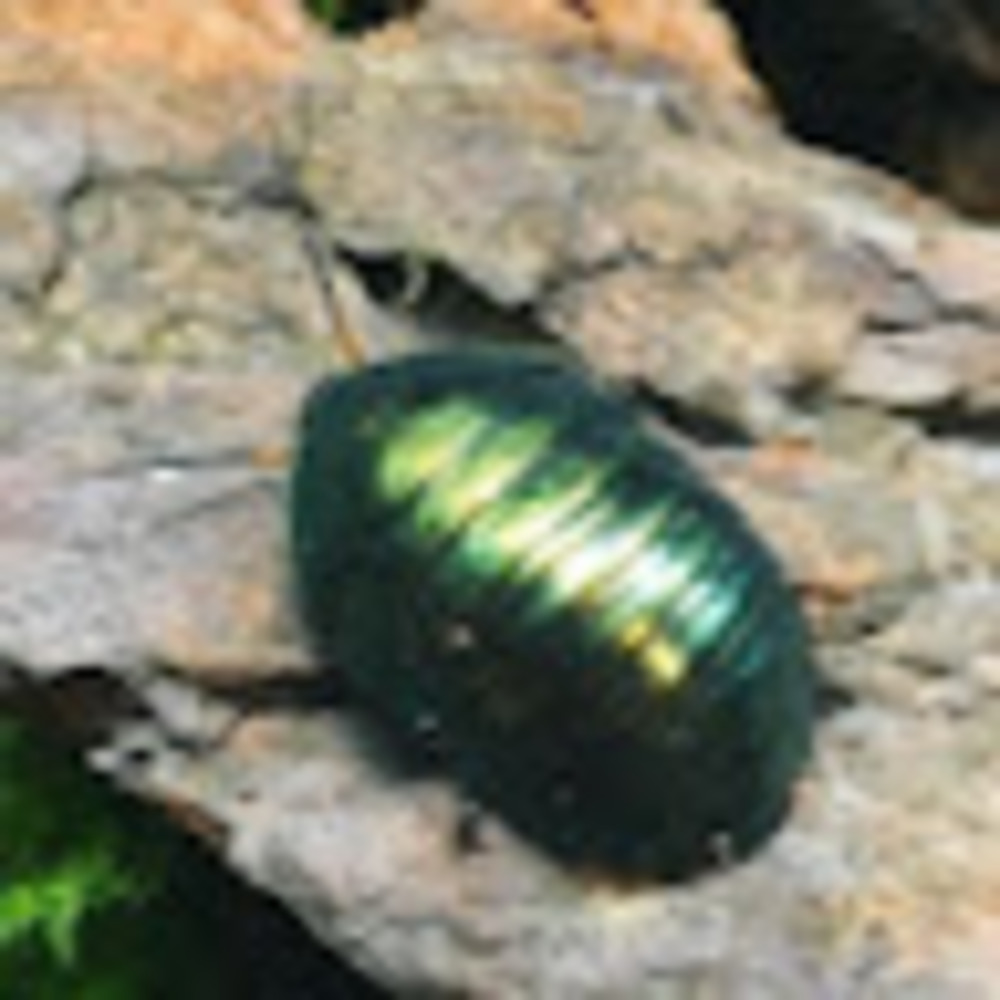 Meet your Posher, Rome